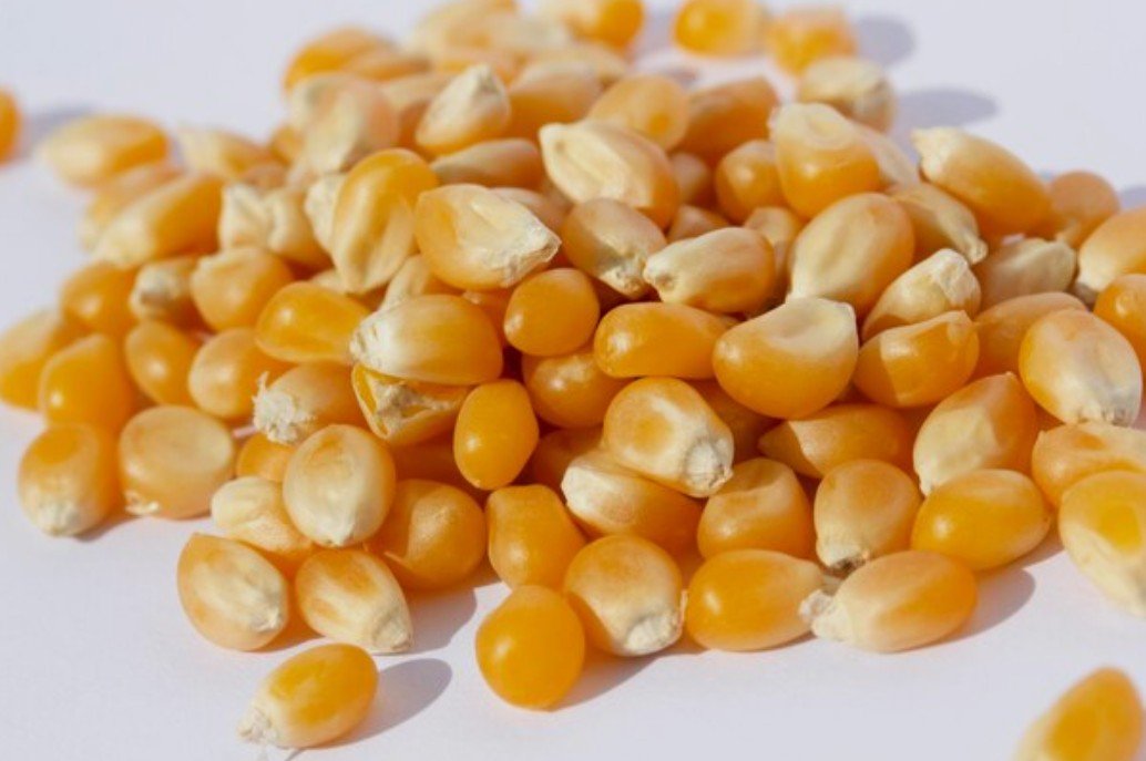 Yellow Maize Bulk