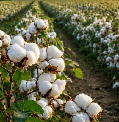 Raw Cotton Fiber